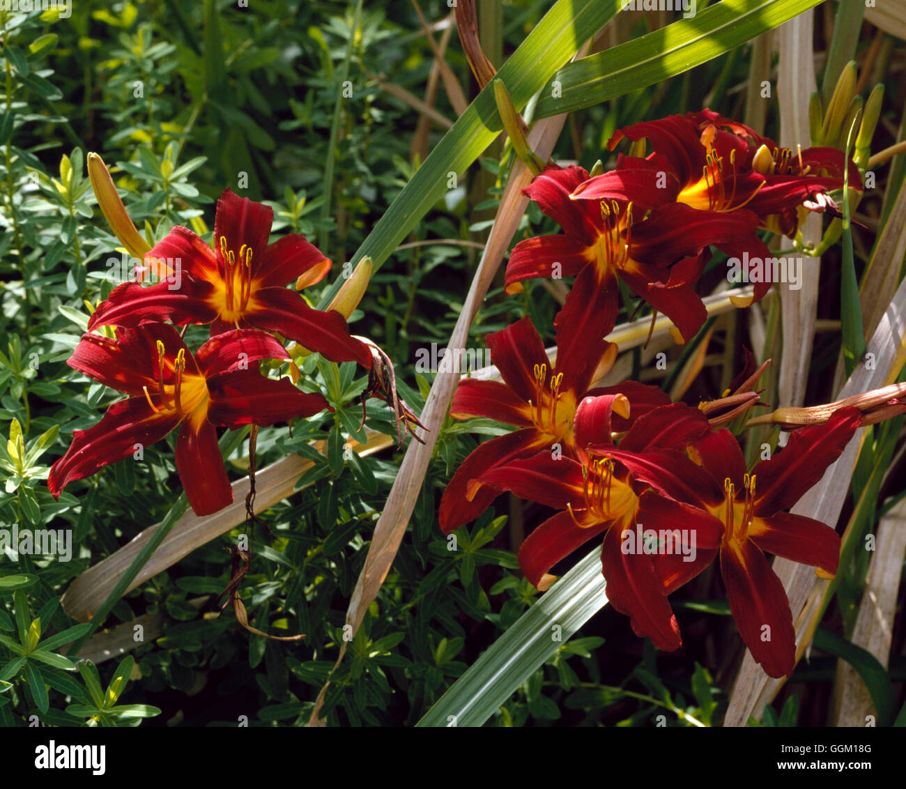 Plant Association - with Hemerocallis `Crimson Pirate' and Miscanthus floridulus   PAS068790     Pho Stock Photo